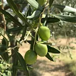 לינה וארוחת בוקר Cubani