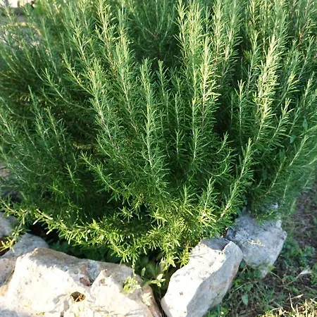 Cubani Panzió